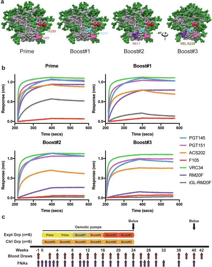 Priming antibody responses to the fusion peptide in rhesus macaques.