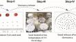 Transcriptome analysis reveals the role of temperature in seed germination of Idesia polycarpa Maxim through the integration of phytohormones and sugar metabolism