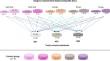 Masking ability of gingiva-colored resin-based composites over different tooth-colored substrates.