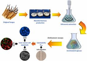 Potential of β-D-glucan polysaccharide from Ophiocordyceps sinensis OS8 cultivated mycelium on anticancer activity via inducing liver cancer cell death apoptosis