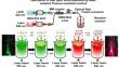 High-Performance Fiber Optic SERS Platform Based on Self-assembly AuNPs on Silver Dendrite Nanostructures Using Laser-Assisted Plasmon-Mediated Method for Toxic Pesticide Detection