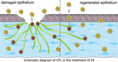 Breaking Down the Barriers of Drug Resistance and Corneal Permeability with Chitosan-Poly(ethylene glycol)-LK<sub>13</sub> Peptide Conjugate to Combat Fungal Keratitis.