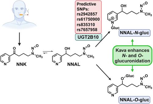 One-Week Kava Dietary Supplementation Increases Both Urinary <i>N</i>- and <i>O</i>-Glucuronides of NNAL, a Lung Carcinogen Major Metabolite, among Smokers.