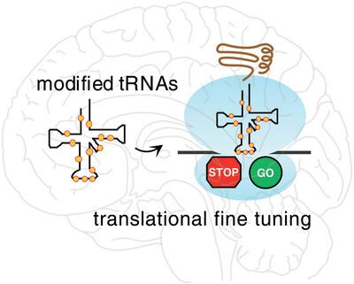 Lost in translation: How neurons cope with tRNA decoding