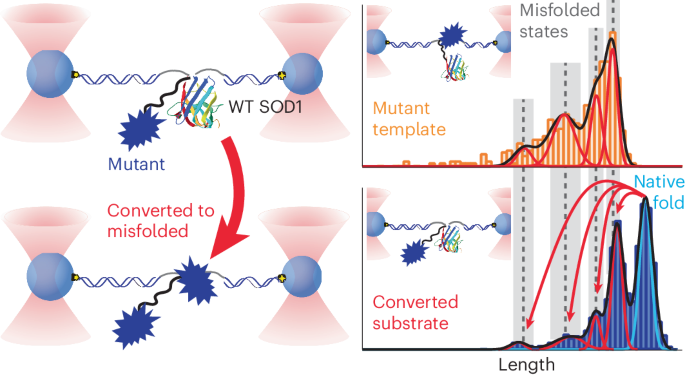 Direct observation of prion-like propagation of protein misfolding templated by pathogenic mutants