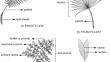 Current insights into palm fungi with emphasis on taxonomy and phylogeny