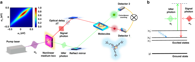 Entangled photons enabled ultrafast stimulated Raman spectroscopy for molecular dynamics.