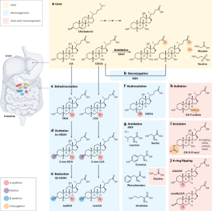 How bile acids and the microbiota interact to shape host immunity