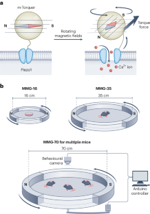 A magneto-mechanical genetics toolbox for in vivo neuromodulation