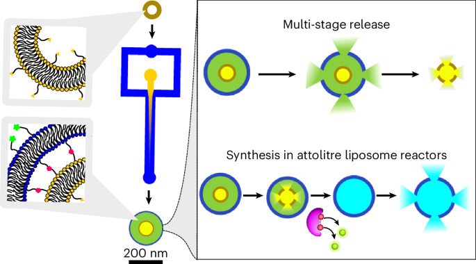 Engineering a nanoscale liposome-in-liposome for in situ biochemical synthesis and multi-stage release