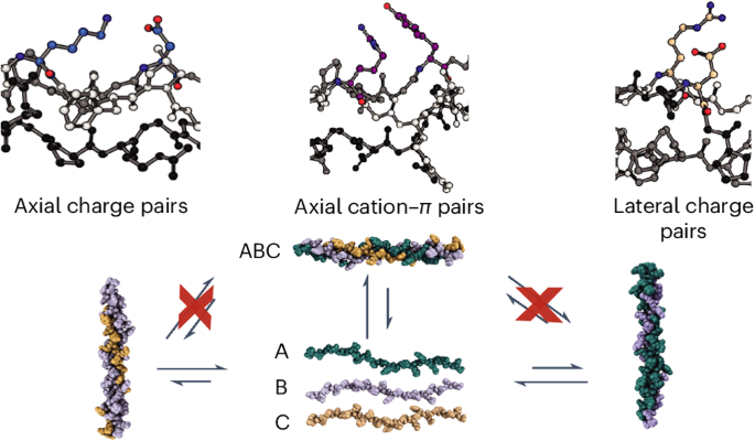 Heterotrimeric collagen helix with high specificity of assembly results in a rapid rate of folding