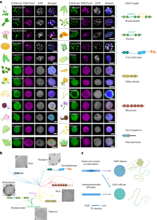 Evolutional heterochromatin condensation delineates chromocenter formation and retrotransposon silencing in plants