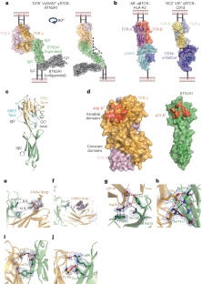 Vγ9Vδ2 T cells recognize butyrophilin 2A1 and 3A1 heteromers