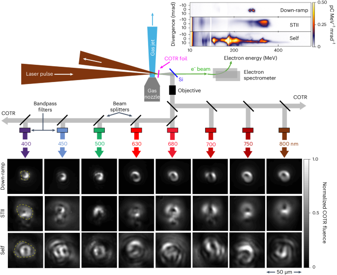 Revealing the three-dimensional structure of microbunched plasma-wakefield-accelerated electron beams