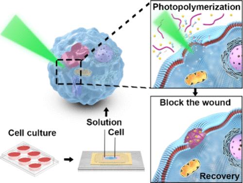 Single-Cell Synchro-Subtractive-Additive Nanoscale Surgery with Femtosecond Lasers.