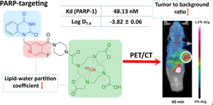 Quinazoline-2,4(1 H,3 H)-dione Scaffold for development of a novel PARP-targeting PET probe for tumor imaging.