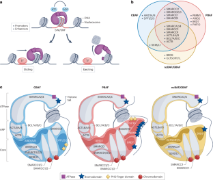 Chromatin remodellers as therapeutic targets