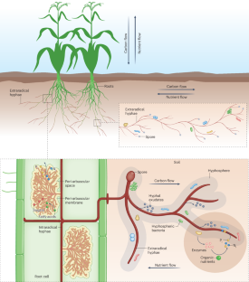 Cross-kingdom nutrient exchange in the plant–arbuscular mycorrhizal fungus–bacterium continuum