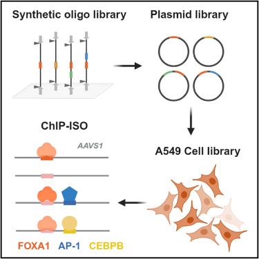 Systematic dissection of sequence features affecting binding specificity of a pioneer factor reveals binding synergy between FOXA1 and AP-1