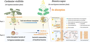 Bacteria from the rhizosphere of a selenium hyperaccumulator plant can improve the selenium uptake of a non-hyperaccumulator plant