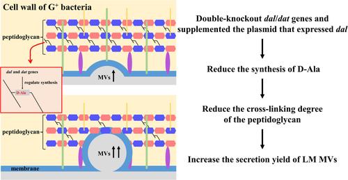 Reducing the degree of crosslinking of peptidoglycan in Listeria monocytogenes promoted the secretion of membrane vesicles