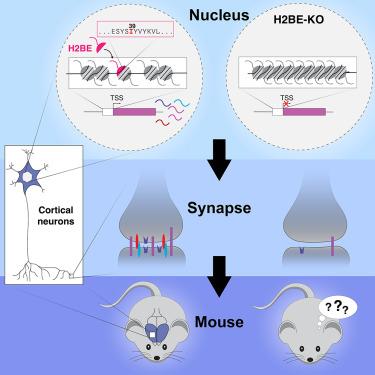 Histone variant H2BE enhances chromatin accessibility in neurons to promote synaptic gene expression and long-term memory