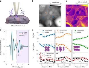 In situ nanoscopy of single-grain nanomorphology and ultrafast carrier dynamics in metal halide perovskites