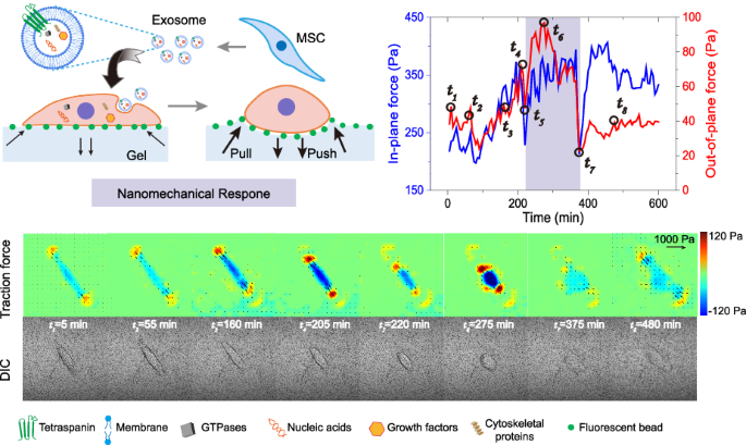 Dynamic nanomechanical characterization of cells in exosome therapy.