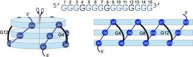 Defined folding pattern of poly(rG) supports inherent ability to encode biological information.