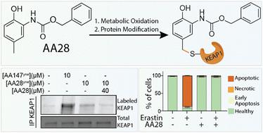 Metabolically activated proteostasis regulators that protect against erastin-induced ferroptosis†