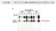 In planta production of human-derived RANKL