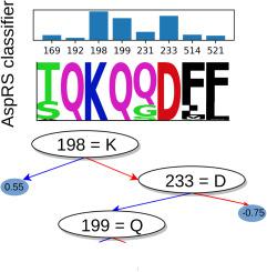 Uncovering substrate specificity determinants of class IIb aminoacyl-tRNA synthetases with machine learning