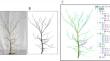 Effect of competition intensity and neighbor identity on architectural traits of Fagus sylvatica