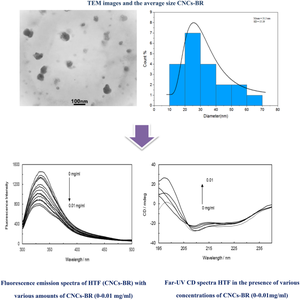 Synthesis and characterization of cellulose nanocrystals derived from ginger stick for berberine delivery: exploring interactions with human holo-transferrin