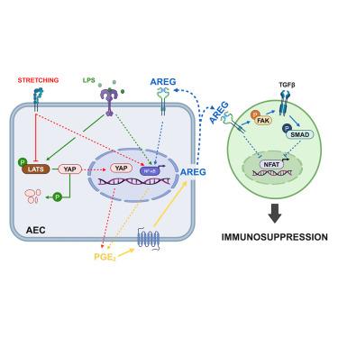 Amphiregulin Orchestrates the Paracrine Immune-Suppressive Function of Amniotic-Derived Cells Through its Interplay with COX-2/PGE2/EP4 Axis