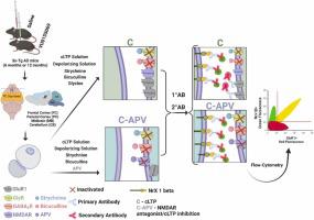 Using FASS-LTP in postmortem mice brain tissues to assess pathological synaptic function