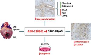 Short-term S100A8/A9 Blockade Promotes Cardiac Neovascularization after Myocardial Infarction.