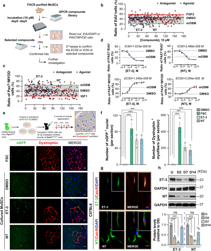 RhoA-mediated G<sub>12</sub>-G<sub>13</sub> signaling maintains muscle stem cell quiescence and prevents stem cell loss.