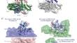 Design and Validation of Novel Potential Antiperspirant Peptides Blocking M3-Gαq Sweat Signaling Cascade