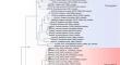 Diagnostic applicability of mitogenomics in uncovering intraspecific carangid diversifications: insights into phylogeny, divergence time, and characterization of two cryptic Selaroides leptolepis mitogenomes