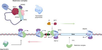 ZC3H4/Restrictor Exerts a Stranglehold on Pervasive Transcription.