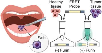 Visually distinguishing between tumor tissue and healthy tissue within ten minutes using proteolytic probes†