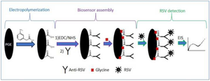 Development of a label-free impedimetric immunosensor for the detection of respiratory syncytial virus