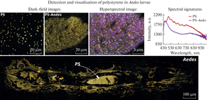 Fluorescence-Free Tracking of Polystyrene Microplastics in Mosquito Larvae Using Dark-Field Hyperspectral Microscopy