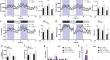 Kinin B1 receptor deficiency promotes enhanced adipose tissue thermogenic response to β3-adrenergic stimulation.