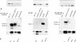 Live Cell Protein Imaging of Tandem Complemented-GFP11-Tagged Coiled-Coil Domain-Containing Protein-124 Identifies this Factor in G3BP1-Induced Stress-Granules.