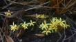 Cattleya attenboroughiana (Orchidaceae: Laeliinae): a new species from the Diamantina Plateau, Minas Gerais, Brazil