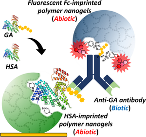 Facile biotic/abiotic sandwich detection system for the highly sensitive detection of human serum albumin and glycated albumin.