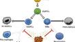 Dual roles of myeloid-derived suppressor cells in various diseases: a review.