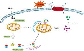 Oxidative stress induces ferroptosis in tendon stem cells by regulating mitophagy through cGAS-STING pathway.